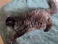Fluffy dark cat stretched out on a teal blanket with its tail curled upward.