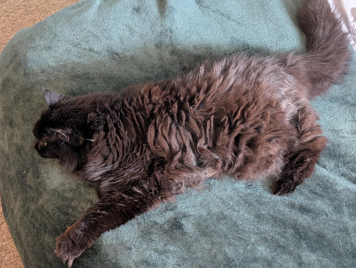 Fluffy dark cat stretched out on a teal blanket with its tail curled upward.