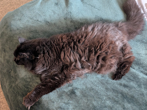 Fluffy dark cat stretched out on a teal blanket with its tail curled upward.